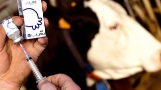 L'utilisation du premier vaccin contre les mammites n'est à envisager que dans les élevages où il est avéré que les infections à staphylocoques et/ou à coliformes sont à l'origine de pertes économiques importantes.© CLAUDIUS THIRIET L'utilisation du premier vaccin contre les mammites n'est à envisager que dans les élevages où il est avéré que les infections à staphylocoques et/ou à coliformes sont à l'origine de pertes économiques importantes.© CLAUDIUS THIRIET