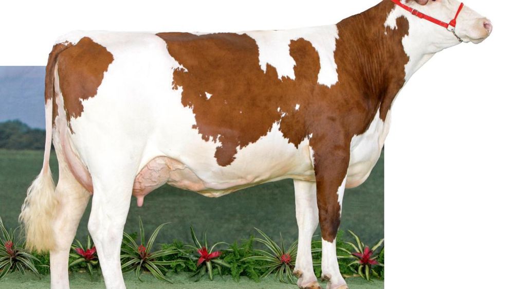 Le petit plus de Ginastera. Dans l'offre renouvelée des six Valfin JB proches par leur excellent niveau génétique, Ginastera offre un petit plus. Il est le seul à laisser des filles avec une bonne largeur de poitrine (113). Il est aussi celui des trois qui ne pèche pas en valeur bouchère (97). On retrouve ces qualités sur sa mère, Bilbao (notre photo), championne adulte du dernier Eurogénétique.