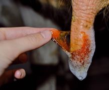 Le film barrière qui se crée en quelques secondes est souple, résistant et surtout non desséchant pour l'épiderme du trayon. Le film barrière qui se crée en quelques secondes est souple, résistant et surtout non desséchant pour l'épiderme du trayon.