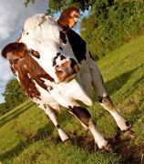 La nouvelle configuration de la sélection normande imposera encore plus de vigilance par rapport au maintien de la variabilité génétique. La population femelle rassemble 463 000 vaches laitières.© SÉBASTIEN CHAMPION La nouvelle configuration de la sélection normande imposera encore plus de vigilance par rapport au maintien de la variabilité génétique. La population femelle rassemble 463 000 vaches laitières.© SÉBASTIEN CHAMPION