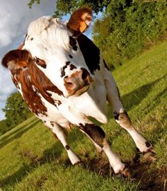 La nouvelle configuration de la sélection normande imposera encore plus de vigilance par rapport au maintien de la variabilité génétique. La population femelle rassemble 463 000 vaches laitières.© SÉBASTIEN CHAMPION