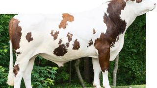 Feeling est le géniteur à cibler sur les supports trop typés lait. Il apportera ce qui leur manque : une largeur de poitrine ample (124), une bonne musculature (110/116) et des bassins largement dimensionnés (108/126/118). Feeling est le géniteur à cibler sur les supports trop typés lait. Il apportera ce qui leur manque : une largeur de poitrine ample (124), une bonne musculature (110/116) et des bassins largement dimensionnés (108/126/118).