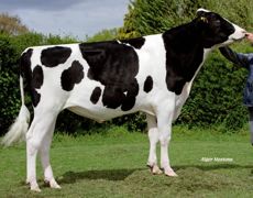 Pur pedigree américain, Dauden Isy (Auden x Teamster), gagne 14 points d'Isu avec la nouvelle éthodologie d'indexation. Pur pedigree américain, Dauden Isy (Auden x Teamster), gagne 14 points d'Isu avec la nouvelle éthodologie d'indexation.