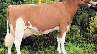 Favorite, mère de Helios P appartenant au Gaec de Toul Manac'h (Finistère). Ce taureau est le premier fils de Fletcher P, en plus de transmettre le gène sans cornes, il affiche le meilleur Isu des jeunes taureaux proposés. Favorite, mère de Helios P appartenant au Gaec de Toul Manac'h (Finistère). Ce taureau est le premier fils de Fletcher P, en plus de transmettre le gène sans cornes, il affiche le meilleur Isu des jeunes taureaux proposés.