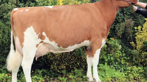 Favorite, mère de Helios P appartenant au Gaec de Toul Manac'h (Finistère). Ce taureau est le premier fils de Fletcher P, en plus de transmettre le gène sans cornes, il affiche le meilleur Isu des jeunes taureaux proposés. 