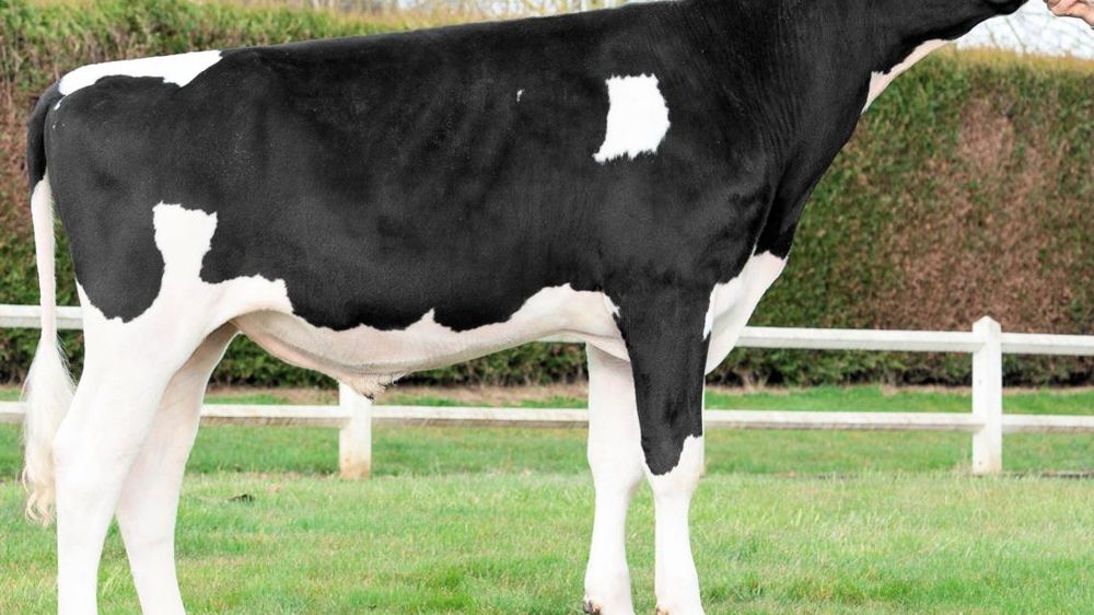 Harley. Premier fils de Van Gogh mis en service, Harley est proposé par Dynam'Is. À 180 points d'Isu, il améliore nettement la morphologie, les fonctionnels et les taux. Le potentiel laitier se limite à 195 kg et il faudra en tenir compte dans les accouplements. Harley. Premier fils de Van Gogh mis en service, Harley est proposé par Dynam'Is. À 180 points d'Isu, il améliore nettement la morphologie, les fonctionnels et les taux. Le potentiel laitier se limite à 195 kg et il faudra en tenir compte dans les accouplements.