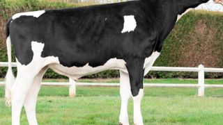 Harley. Premier fils de Van Gogh mis en service, Harley est proposé par Dynam'Is. À 180 points d'Isu, il améliore nettement la morphologie, les fonctionnels et les taux. Le potentiel laitier se limite à 195 kg et il faudra en tenir compte dans les accouplements. Harley. Premier fils de Van Gogh mis en service, Harley est proposé par Dynam'Is. À 180 points d'Isu, il améliore nettement la morphologie, les fonctionnels et les taux. Le potentiel laitier se limite à 195 kg et il faudra en tenir compte dans les accouplements.