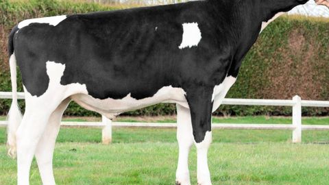 Harley. Premier fils de Van Gogh mis en service, Harley est proposé par Dynam'Is. À 180 points d'Isu, il améliore nettement la morphologie, les fonctionnels et les taux. Le potentiel laitier se limite à 195 kg et il faudra en tenir compte dans les accouplements.