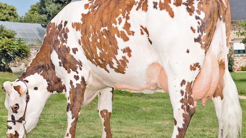 Genix Isy, du lait à gogo. S'il est le numéro 12 en lait des fils d'Upérise diffusés depuis deux ans, il n'a pas à rougir de ce classement. Avec 1 163 kg, il améliore très nettement la production laitière. Produit d'un croisement avec la souche Élixir,il est faiblement apparenté à la population femelle, son autre grand atout. Ci-dessus, Vénus, sa mère.© GIORGIO SOLDI Genix Isy, du lait à gogo. S'il est le numéro 12 en lait des fils d'Upérise diffusés depuis deux ans, il n'a pas à rougir de ce classement. Avec 1 163 kg, il améliore très nettement la production laitière. Produit d'un croisement avec la souche Élixir,il est faiblement apparenté à la population femelle, son autre grand atout. Ci-dessus, Vénus, sa mère.© GIORGIO SOLDI