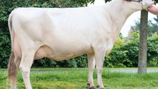 Calcia n°1 français en Isu. Avec 151 d'Isu, Calcia est avant tout améliorateur en lait (1 021 kg), neutre en TP et bien noté sur les critères de santé de la mamelle. Calcia n°1 français en Isu. Avec 151 d'Isu, Calcia est avant tout améliorateur en lait (1 021 kg), neutre en TP et bien noté sur les critères de santé de la mamelle.