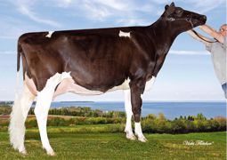 Numéro un au Canada, Jordan (Goldwyn sur Durham) hérite des atouts de son père dans la morphologie (3,2 en synthèse, 2,5 en mamelle et en membres) et dans les fonctionnels (2,1 en cellules, 2,3 en longévité). Il fait mieux en production avec un potentiel à 643 kg de lait. Numéro un au Canada, Jordan (Goldwyn sur Durham) hérite des atouts de son père dans la morphologie (3,2 en synthèse, 2,5 en mamelle et en membres) et dans les fonctionnels (2,1 en cellules, 2,3 en longévité). Il fait mieux en production avec un potentiel à 643 kg de lait.