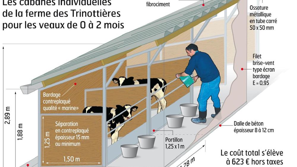 Dès la naissance, les veaux mâles passent dans des niches individuelles, qui mesurent 1,28 x 1,50 m de profondeur, situées de l'autre côté de la laiterie. Ainsi, le marchand de veaux qui vient les chercher n'est jamais en contact avec les génisses, ce qui évite les contaminations extérieures.© DENIS LEHÉ