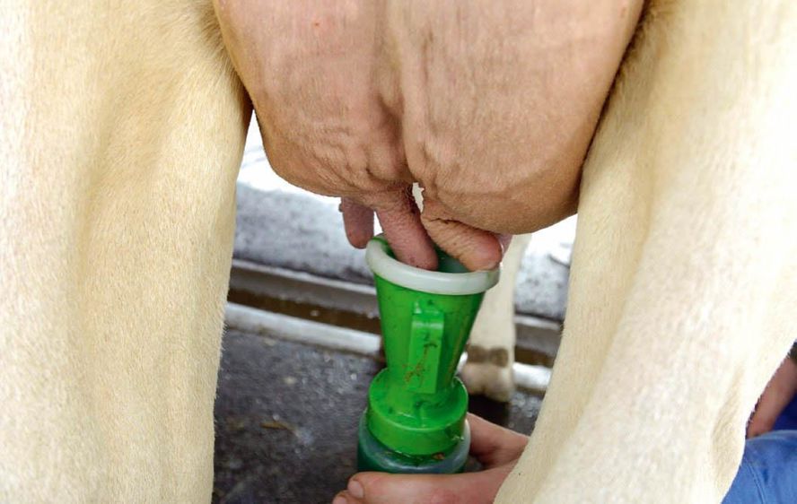 Selon le Dr Gilles Grosmons, l'équilibre microbien de la peau des trayons est favorable à la réduction des mammites aiguës.© JEROME CHABANN