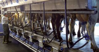 Milkline s'est fait remarqué en 2008 avec son faisceau P4C qui réalise une traite quartier par quartier, comme l'IQ de GEA. Mais le P4C a en plus pour lui d'être doté d'un dispositif de mesure de la conductivité. Milkline s'est fait remarqué en 2008 avec son faisceau P4C qui réalise une traite quartier par quartier, comme l'IQ de GEA. Mais le P4C a en plus pour lui d'être doté d'un dispositif de mesure de la conductivité.