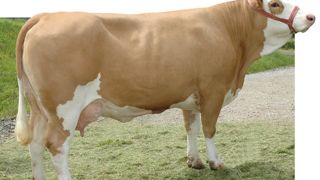Zéro faute en « morpho » pour Serko. Les filles de Serko ont tout pour plaire : du développement (129), de la musculature (105) et de bonnes mamelles (114). On y appréciera la hauteur d'attache arrière (126). Zéro faute en « morpho » pour Serko. Les filles de Serko ont tout pour plaire : du développement (129), de la musculature (105) et de bonnes mamelles (114). On y appréciera la hauteur d'attache arrière (126).