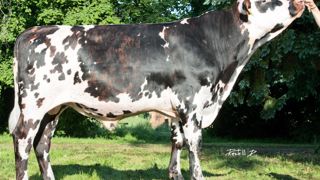 Grenad, un Ucany variable à l'Isu élevé. Ce petit-fils de Noyalo ne contient pas de sang Diamètre. Comme Ucany, il permet de fabriquer un lait riche en protéines, ce qui hisse son Inel à 47 points. Grenad, un Ucany variable à l'Isu élevé. Ce petit-fils de Noyalo ne contient pas de sang Diamètre. Comme Ucany, il permet de fabriquer un lait riche en protéines, ce qui hisse son Inel à 47 points.