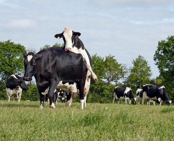 © SÉBASTIEN CHAMPION