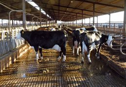 Empêtrés dans des problèmes d'élevage sans fin, une poignée de producteurs de lait californiens ont cherché leur salut dans le croisement de leurs holsteins. Avec succès. Empêtrés dans des problèmes d'élevage sans fin, une poignée de producteurs de lait californiens ont cherché leur salut dans le croisement de leurs holsteins. Avec succès.