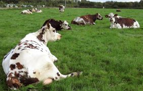 Avec une population totale limitée à 463 000 vaches, aucune entreprise de sélection ne possède la taille critique pour mener seule toutes les facettes de la création de front.© C.H. Avec une population totale limitée à 463 000 vaches, aucune entreprise de sélection ne possède la taille critique pour mener seule toutes les facettes de la création de front.© C.H.