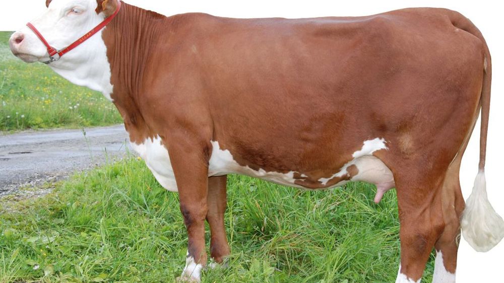 Beethoven, là où les mensurations font défaut. Les filles de Beethoven se démarquent dans leurs mensurations. La taille (109), la largeur de poitrine (101) et les profondeurs (117/113) ne pèchent pas. Les bassins (124) sont très bien dimensionnés. Les mamelles sont plus dans la normale (107), mais dotées d'excellents trayons (119). Dommage qu'il soit si peu variable avec son origine Oclin/Nathan, le neveu et l'oncle, par Écaille, arrière-grand-mère paternelle et maternelle de Beethoven.