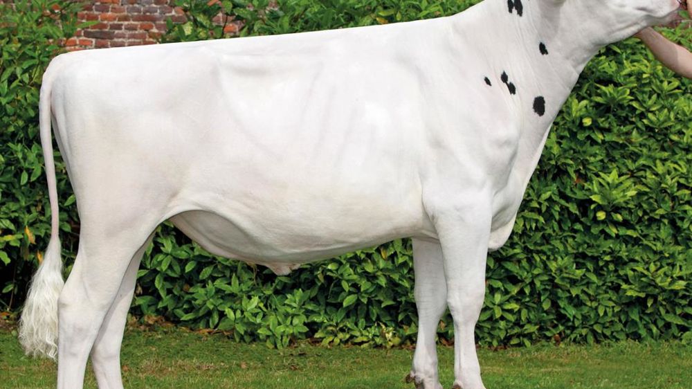 Greg Cap J. Ce fils de Snowman à 184 points d'Isu réunit presque toutes les qualités recherchées avec du lait et de la morphologie. Dommage que la fertilité ne suive pas... © ALGER MEEKMA Greg Cap J. Ce fils de Snowman à 184 points d'Isu réunit presque toutes les qualités recherchées avec du lait et de la morphologie. Dommage que la fertilité ne suive pas... © ALGER MEEKMA