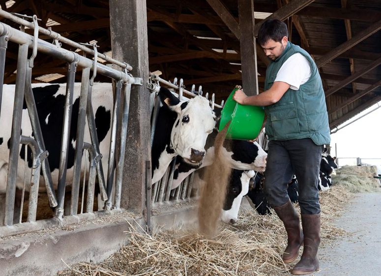 L'utilisation de tourteaux de lin et de colza dans la ration est une voie efficace.© SÉBASTIEN CHAMPION L'utilisation de tourteaux de lin et de colza dans la ration est une voie efficace.© SÉBASTIEN CHAMPION