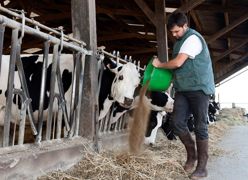 L'utilisation de tourteaux de lin et de colza dans la ration est une voie efficace.© SÉBASTIEN CHAMPION L'utilisation de tourteaux de lin et de colza dans la ration est une voie efficace.© SÉBASTIEN CHAMPION