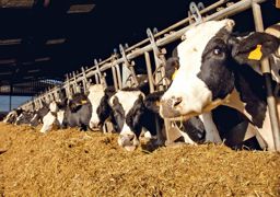 Chaque vache dispose pendant les cent premiers jours de lactation d'un tableau de bord avec une note allant de 0 à 5. La note 0 correspond à un animal sain et celle comprise entre 3 et 5 à un animal malade.© SÉBASTIEN CHAMPION Chaque vache dispose pendant les cent premiers jours de lactation d'un tableau de bord avec une note allant de 0 à 5. La note 0 correspond à un animal sain et celle comprise entre 3 et 5 à un animal malade.© SÉBASTIEN CHAMPION