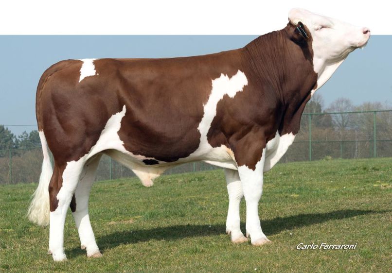 Le montage Appolo JB/Tilleul JB avait déjà donné deux géniteurs originaux à Jura-Bétail (Gorgan et Hélium JB), un troisième s'ajoute à la liste, Herero JB (4,5 de taux de parenté). Lui aussi jouit d'un potentiel lait certain (798 kg), sans nuire vraiment au TP (-0,2).