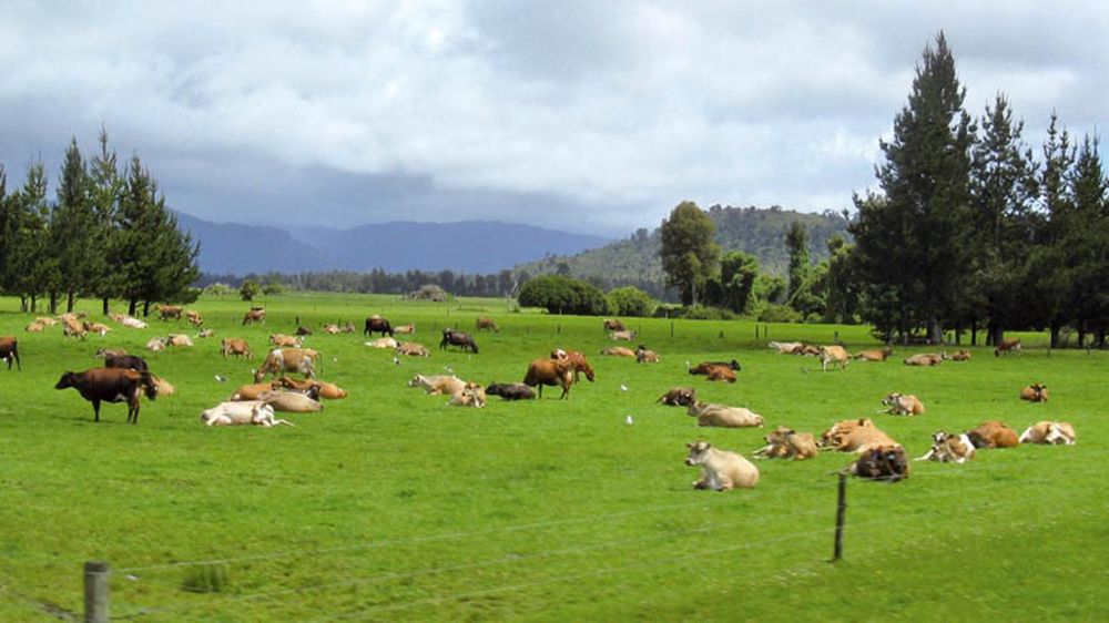 Les troupeaux laitiers au pâturage font partie du paysage néo-zélandais. On les retrouve même sur les cartes postales. Les troupeaux laitiers au pâturage font partie du paysage néo-zélandais. On les retrouve même sur les cartes postales.