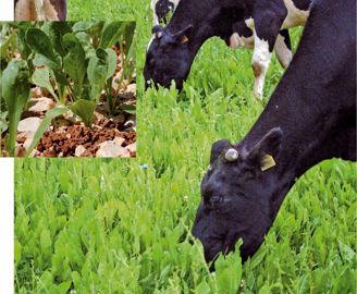 Même en conditions difficiles, la chicorée fourragère a une capacité à s'implanter très rapidement. Semée trop dense, elle peut devenir envahissante.© J.P. Même en conditions difficiles, la chicorée fourragère a une capacité à s'implanter très rapidement. Semée trop dense, elle peut devenir envahissante.© J.P.
