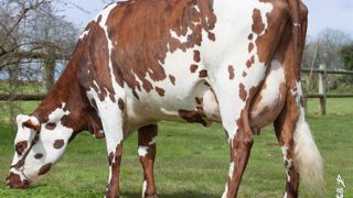 Halonzo, le Vitriol à 1 170 kg de lait et 4,8 % de parenté femelles. Sans Diamètre dans son pedigree et soutenu par Saintyorre, l'index lait et des index fonctionnels favorables le hissent à 163 points d'Isu. Halonzo, le Vitriol à 1 170 kg de lait et 4,8 % de parenté femelles. Sans Diamètre dans son pedigree et soutenu par Saintyorre, l'index lait et des index fonctionnels favorables le hissent à 163 points d'Isu.