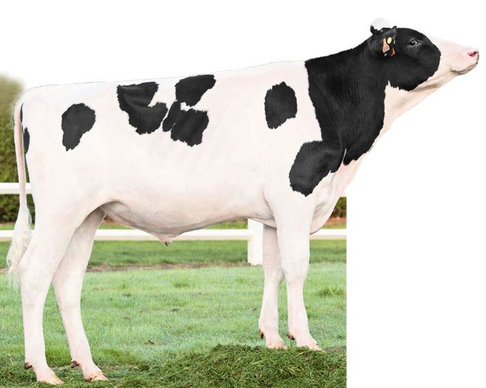 Taureau sans défaut majeur et doué d'une note de 2 en reproduction, Islander semble promis à un bel avenir.