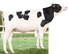 Taureau sans défaut majeur et doué d'une note de 2 en reproduction, Islander semble promis à un bel avenir. Taureau sans défaut majeur et doué d'une note de 2 en reproduction, Islander semble promis à un bel avenir.