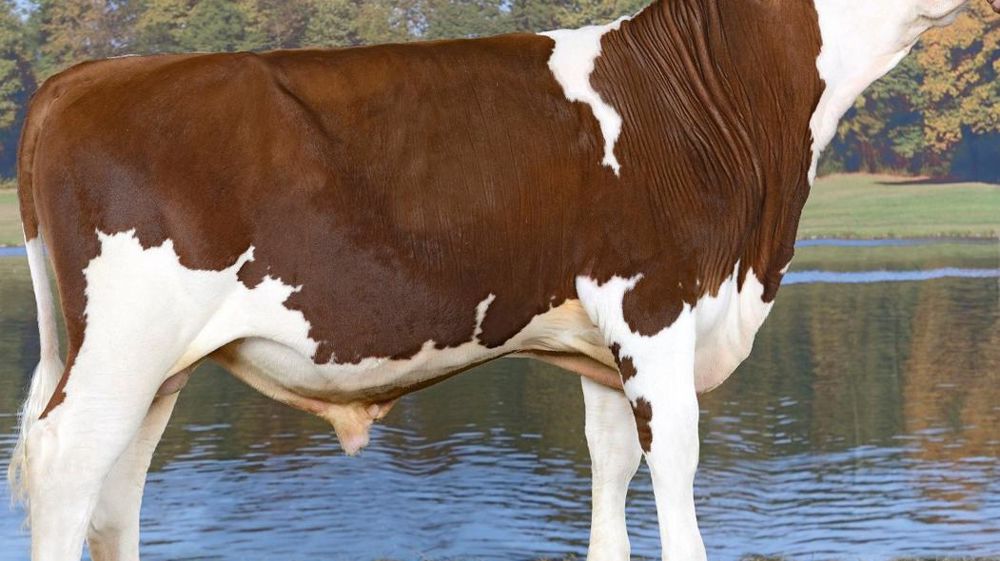 Hestrus JB, le moins original des deux Appolo JB. Avec une parenté de 4,8 avec la population de femelles à accoupler, Hestrus à 143 d'Isu sera facile à placer dans les troupeaux qui veulent ramener de la variabilité. Son pedigree Appolo JB/Varennes JB/Izara explique cela. L'autre Appolo JB, Hélium JB est encore plus original (4,0 de coefficient de parenté). Il est vrai que sa mère est une Tilleul JB/Polichinel... On ne fait pas mieux en variabilité. Hestrus JB, le moins original des deux Appolo JB. Avec une parenté de 4,8 avec la population de femelles à accoupler, Hestrus à 143 d'Isu sera facile à placer dans les troupeaux qui veulent ramener de la variabilité. Son pedigree Appolo JB/Varennes JB/Izara explique cela. L'autre Appolo JB, Hélium JB est encore plus original (4,0 de coefficient de parenté). Il est vrai que sa mère est une Tilleul JB/Polichinel... On ne fait pas mieux en variabilité.