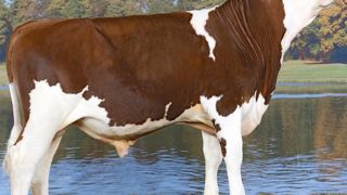 Hestrus JB, le moins original des deux Appolo JB. Avec une parenté de 4,8 avec la population de femelles à accoupler, Hestrus à 143 d'Isu sera facile à placer dans les troupeaux qui veulent ramener de la variabilité. Son pedigree Appolo JB/Varennes JB/Izara explique cela. L'autre Appolo JB, Hélium JB est encore plus original (4,0 de coefficient de parenté). Il est vrai que sa mère est une Tilleul JB/Polichinel... On ne fait pas mieux en variabilité. Hestrus JB, le moins original des deux Appolo JB. Avec une parenté de 4,8 avec la population de femelles à accoupler, Hestrus à 143 d'Isu sera facile à placer dans les troupeaux qui veulent ramener de la variabilité. Son pedigree Appolo JB/Varennes JB/Izara explique cela. L'autre Appolo JB, Hélium JB est encore plus original (4,0 de coefficient de parenté). Il est vrai que sa mère est une Tilleul JB/Polichinel... On ne fait pas mieux en variabilité.