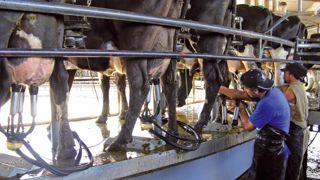 Dans cet élevage de 1 360 vaches, la traite se fait dans un roto de 85 places. Les trayeurs sont logés sur place et perçoivent 17 500 €/an. Ils travaillent onze jours d'affilée avant de profiter de trois jours de repos. Dans cet élevage de 1 360 vaches, la traite se fait dans un roto de 85 places. Les trayeurs sont logés sur place et perçoivent 17 500 €/an. Ils travaillent onze jours d'affilée avant de profiter de trois jours de repos.