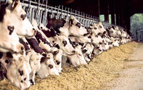 L'augmentation de la productivité individuelle par l'ingestion et la digestibilité des fourrages est une voie privilégiée pour maîtriser les coûts de la ration© CLAUDIUS THIRIET L'augmentation de la productivité individuelle par l'ingestion et la digestibilité des fourrages est une voie privilégiée pour maîtriser les coûts de la ration© CLAUDIUS THIRIET
