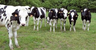 Grâce à la connaissance des index complets de leurs génisses, avec une précision identique à celle des mâles, les éleveurs pourront mieux sélectionner leurs animaux.© PLC Grâce à la connaissance des index complets de leurs génisses, avec une précision identique à celle des mâles, les éleveurs pourront mieux sélectionner leurs animaux.© PLC