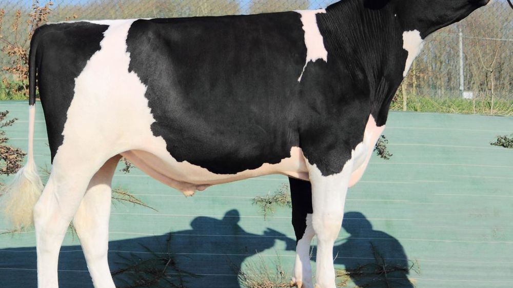 Guillon. À l'image de cette lignée, ce taureau d'Évolution à 181 d'Isu est intéressant pour la reproduction (1,4) et la santé de la mamelle (1,6). Il échappe au défaut de tempérament.