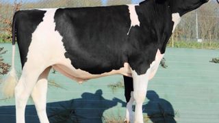 Guillon. À l'image de cette lignée, ce taureau d'Évolution à 181 d'Isu est intéressant pour la reproduction (1,4) et la santé de la mamelle (1,6). Il échappe au défaut de tempérament. Guillon. À l'image de cette lignée, ce taureau d'Évolution à 181 d'Isu est intéressant pour la reproduction (1,4) et la santé de la mamelle (1,6). Il échappe au défaut de tempérament.