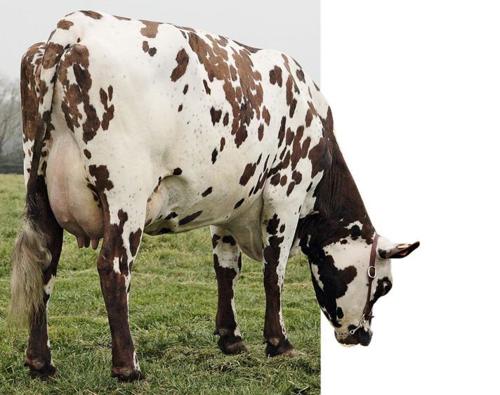 Dans la famille Diamètre, Uvray a longtemps occupé le top Isu (photo). Le petit-fils, Horléans, prend le relais avec 181 points.© GEJP