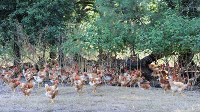 Cet hiver, mille poulets label rouge ont été offerts par la filière volailles de Maïsadour aux Restos du Coeur des Pyrénées-Atlantiques et des Landes. © ALAIN DURIF/MAISADOUR Cet hiver, mille poulets label rouge ont été offerts par la filière volailles de Maïsadour aux Restos du Coeur des Pyrénées-Atlantiques et des Landes. © ALAIN DURIF/MAISADOUR