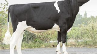 Gestar. En tête de cette série sur l'Isu, Gestar possède de solides atouts en morphologie. Mais il faudra rester vigilant sur la fertilité et la vitesse de traite. © GEJP Gestar. En tête de cette série sur l'Isu, Gestar possède de solides atouts en morphologie. Mais il faudra rester vigilant sur la fertilité et la vitesse de traite. © GEJP