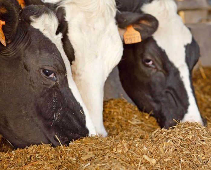 © SÉBASTIEN CHAMPION