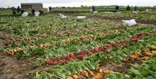 Semés fin mars, les essais variétaux conduits en Bretagne, en Normandie et dans le Nord, par l'Association pour le développement de la betterave fourragère monogerme, ont été récoltés entre le 21 et le 23 octobre avec des rendements de plus de 20000 UF/ha.© J.GREFFIER - ADBFM Semés fin mars, les essais variétaux conduits en Bretagne, en Normandie et dans le Nord, par l'Association pour le développement de la betterave fourragère monogerme, ont été récoltés entre le 21 et le 23 octobre avec des rendements de plus de 20000 UF/ha.© J.GREFFIER - ADBFM