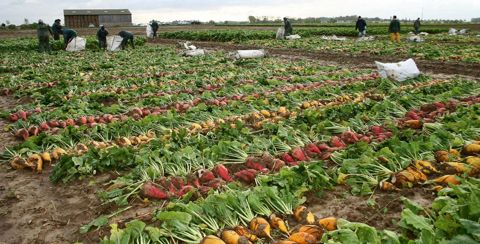 Semés fin mars, les essais variétaux conduits en Bretagne, en Normandie et dans le Nord, par l'Association pour le développement de la betterave fourragère monogerme, ont été récoltés entre le 21 et le 23 octobre avec des rendements de plus de 20000 UF/ha.© J.GREFFIER - ADBFM Semés fin mars, les essais variétaux conduits en Bretagne, en Normandie et dans le Nord, par l'Association pour le développement de la betterave fourragère monogerme, ont été récoltés entre le 21 et le 23 octobre avec des rendements de plus de 20000 UF/ha.© J.GREFFIER - ADBFM