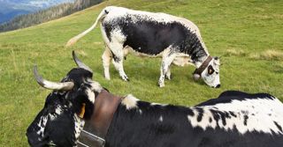 1 200 vaches, soit la quasi-totalité de la population de vosgiennes au contrôle laitier, ont fait l'objet d'un génotypage.© CLAUDIUS THIRIET 1 200 vaches, soit la quasi-totalité de la population de vosgiennes au contrôle laitier, ont fait l'objet d'un génotypage.© CLAUDIUS THIRIET