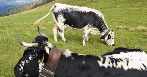 1 200 vaches, soit la quasi-totalité de la population de vosgiennes au contrôle laitier, ont fait l'objet d'un génotypage.© CLAUDIUS THIRIET 