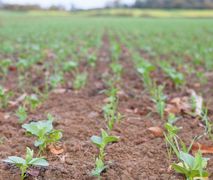 Les douze hectares de mélange céréalier apportent un aliment riche en protéine qui permet de réduire la consommation de correcteur azoté l'hiver.© E.A. Les douze hectares de mélange céréalier apportent un aliment riche en protéine qui permet de réduire la consommation de correcteur azoté l'hiver.© E.A.